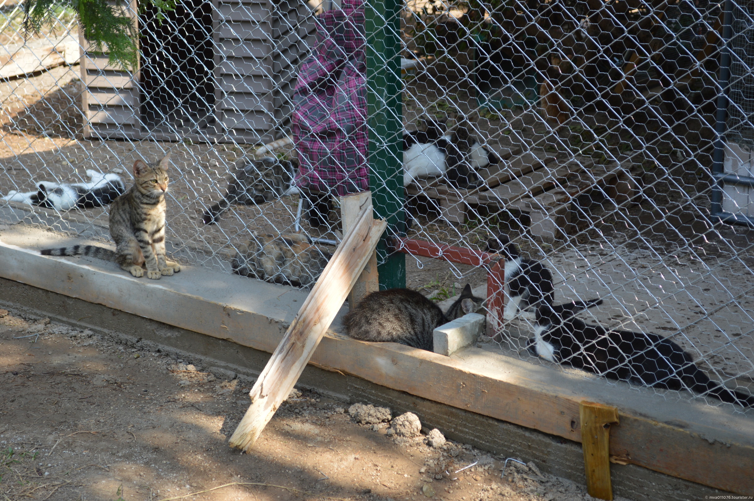 фото анталийского кота