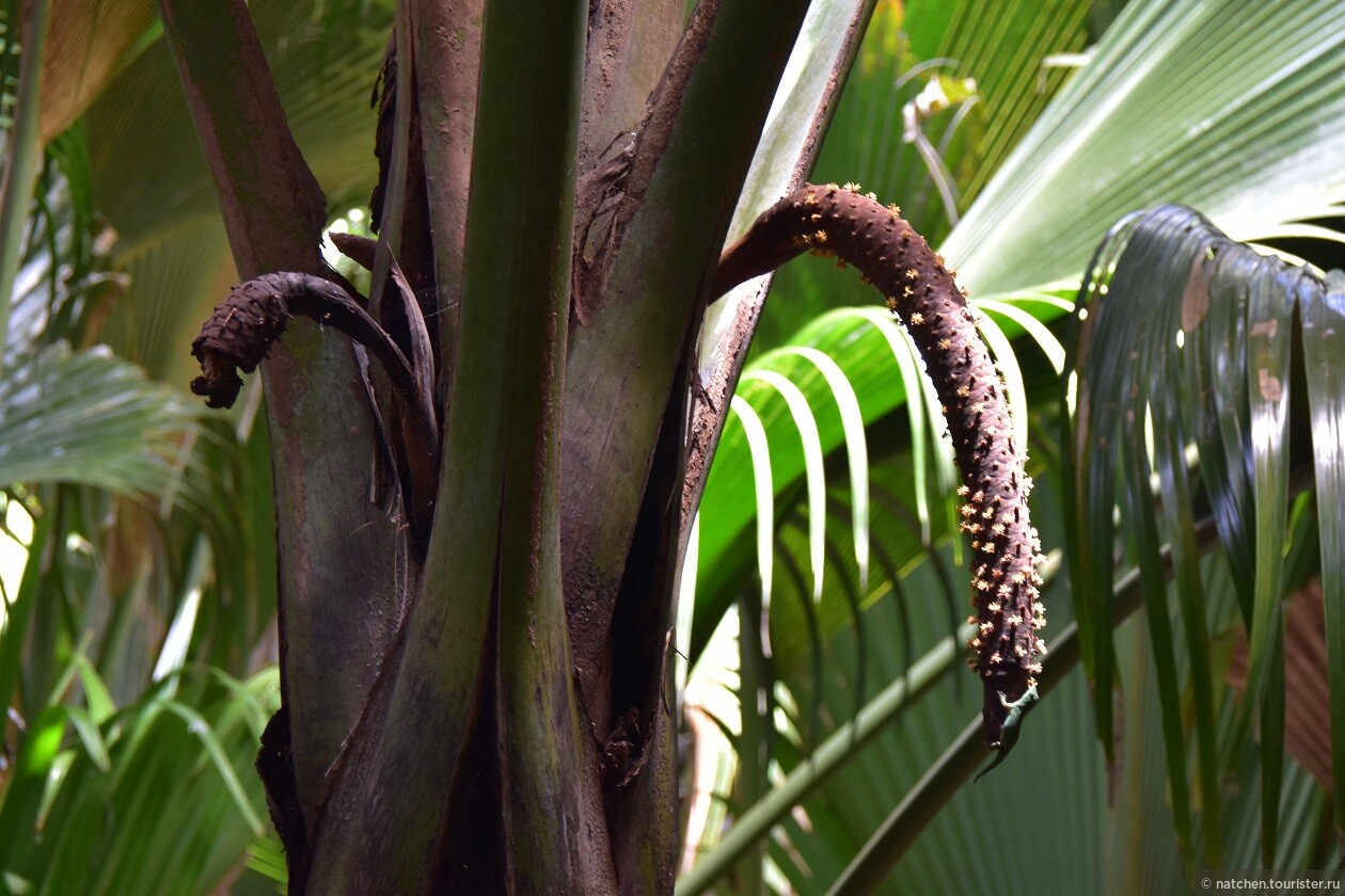 Семена сейшельской пальмы