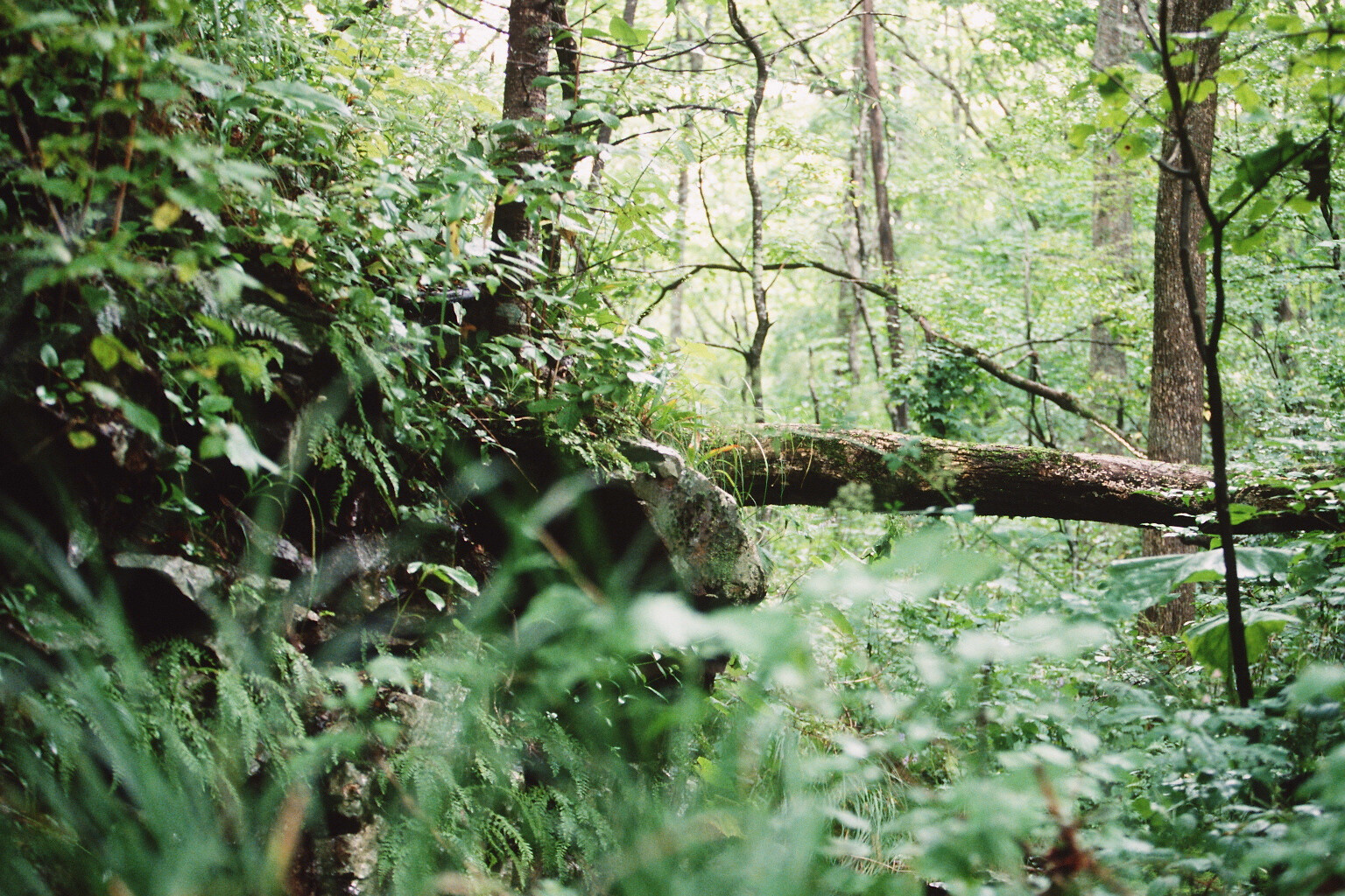 Кедровая Падь заповедник лес