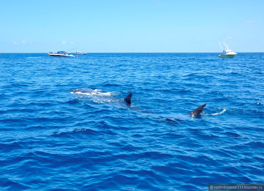 В Мексике с китовыми акулами!