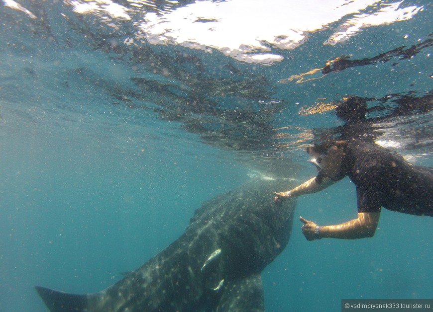 В Мексике с китовыми акулами!