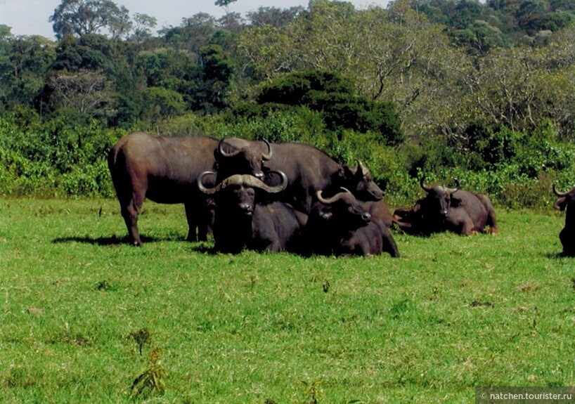 Кенийские каникулы: парк Абедар, озера Накуру и Найваша, Масаи-Мара