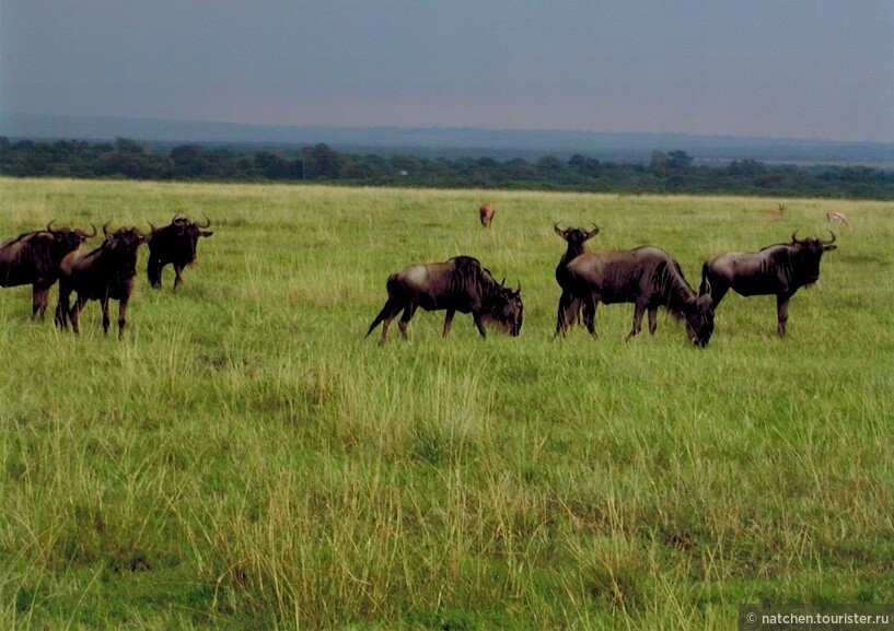 Кенийские каникулы: парк Абедар, озера Накуру и Найваша, Масаи-Мара