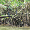 Бакланы в мангровых зарослях