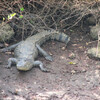 Крокодил на Чапоре реки
