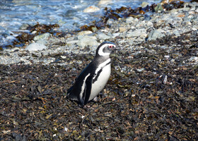 На берегу нас встречают первые пингвины.