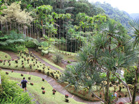 Мартиника. Ботанический сад 