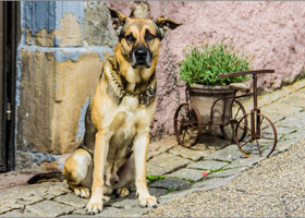 портрет собаки с велосипедом или натьрморт велосипеда с собакой