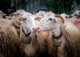 Праздник пастухов на Крите