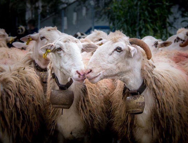 Праздник пастухов на Крите