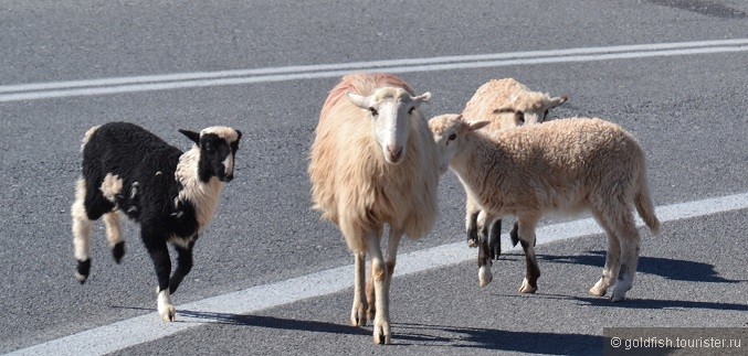 Праздник пастухов в горном селении