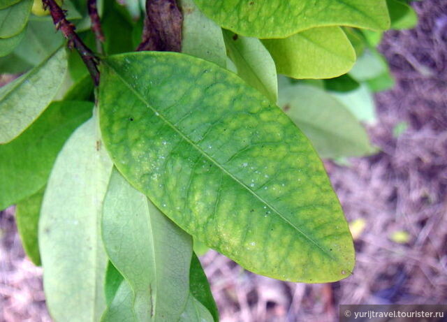 Лист коки или Ко́ка (лат. Erythróxylum cóca) — вид кустарниковых растений. Родина — северо-запад Южной Америки.