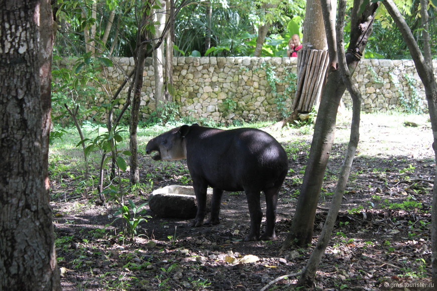 Мексика. День 7 - Тулум и Парк Xcaret Mexico