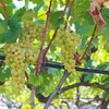 Белый виноград - Крстач