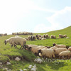 Овцы пасутся в Дурмиторе.