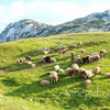Овцы пасутся в Дурмиторе.