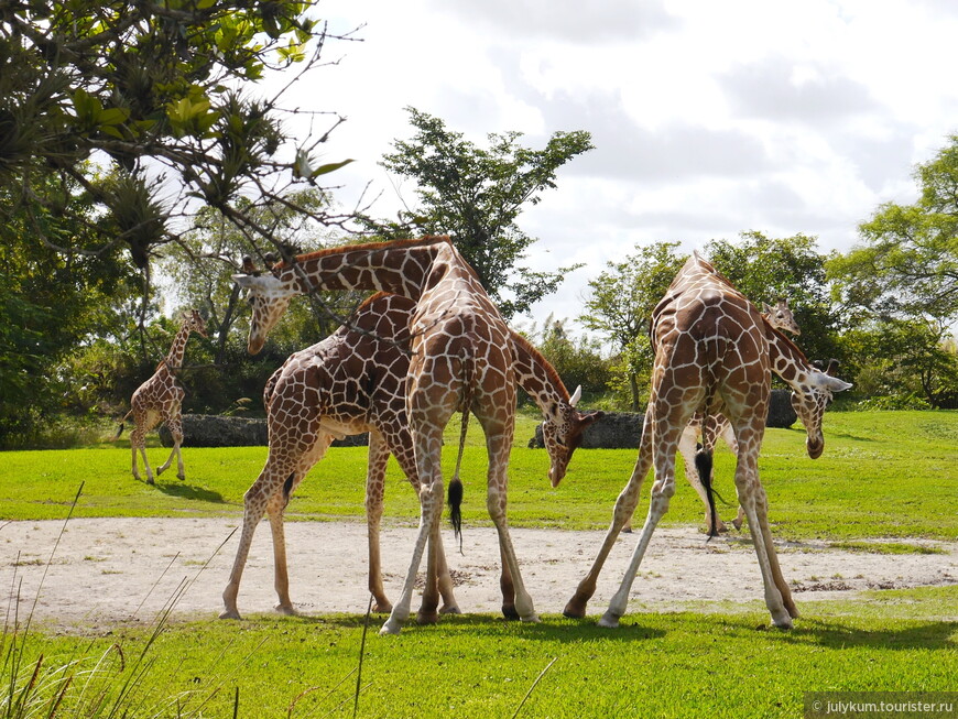 Неожиданно стали свидетелями жирафьей драки.