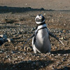 Магеллановы пингвины на острове Магдалена недалеко от Пунта Аренас