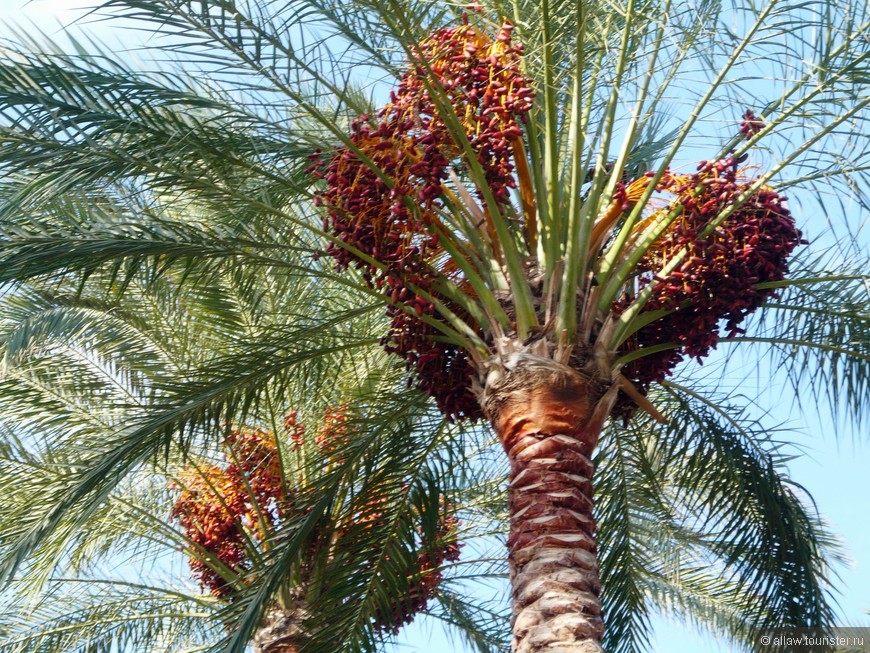 Интересно,сколько килограммов фиников собирают с одной пальмы?