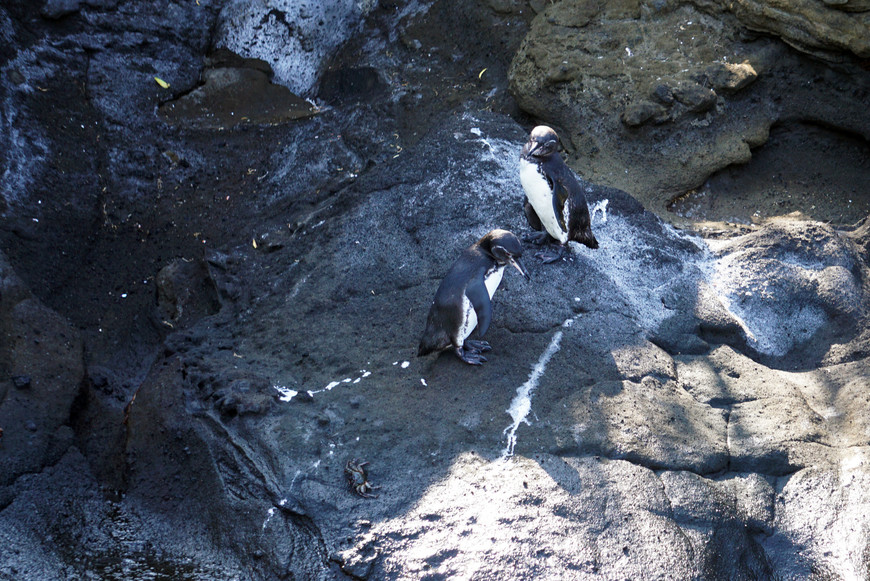 Верю в северных пингвинов