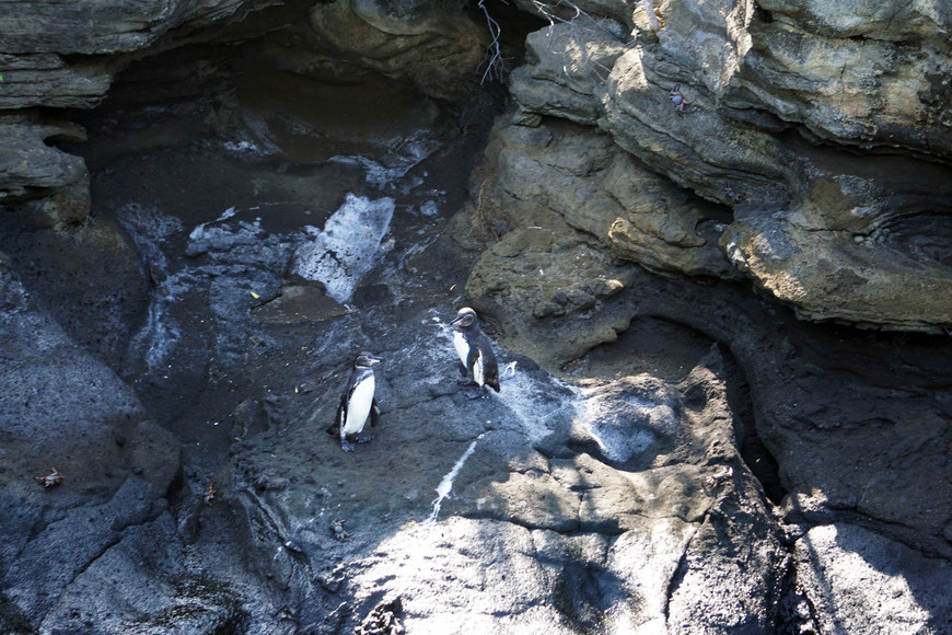 Верю в северных пингвинов