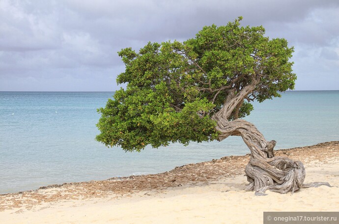 Это диви-диви - самое популярное дерево на Арубе и самый настоящий символ острова. С этим я согласна. И в моей душе начинает все изворачиваться, словно ствол диви-диви, когда меня спрашивают, как мне Аруба...
