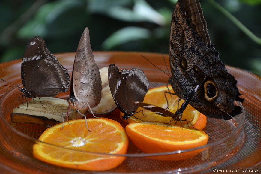 Дом бабочек на острове Майнау