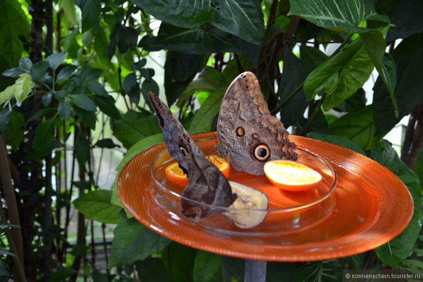 Дом бабочек на острове Майнау