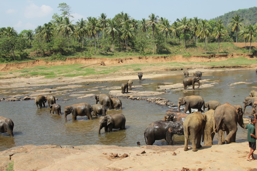 Приключения продолжаются. Часть II: Канди, слоны и чайные плантации