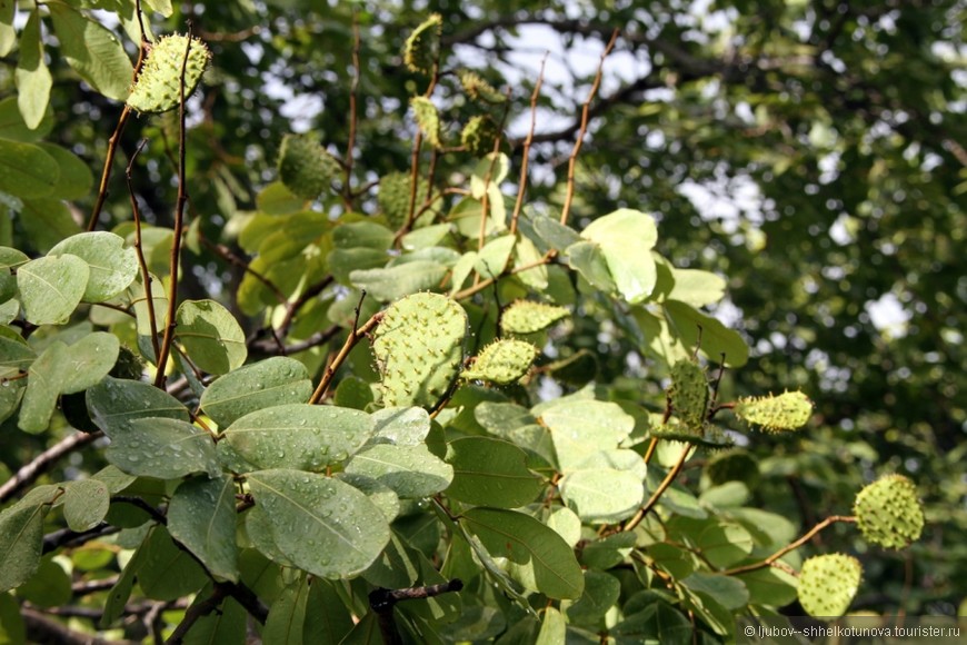 Прачауп Кхири Кхан (Prachuap Khiri Khan)