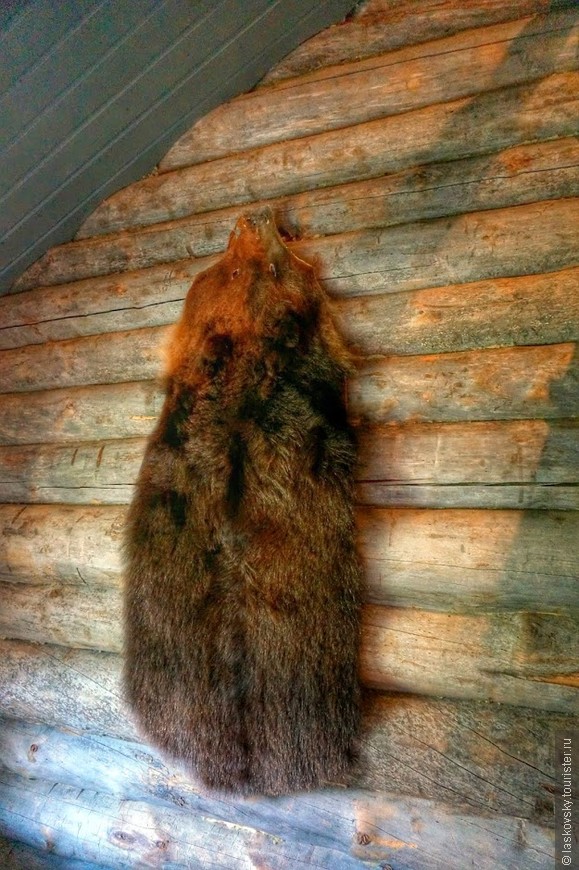 В медвежьем углу Финляндии