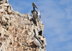 На островах Бальестас птицы очень даже гармонично сосуществуют друг с другом.