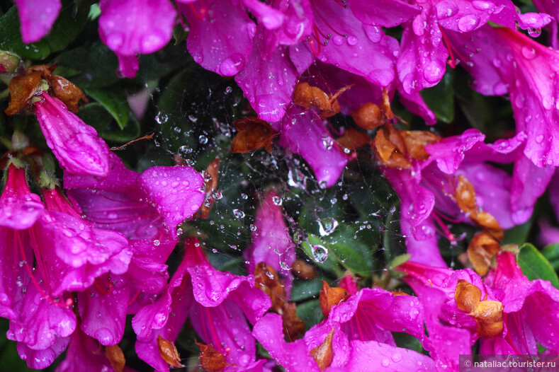Рододендроны под дождями Италии.