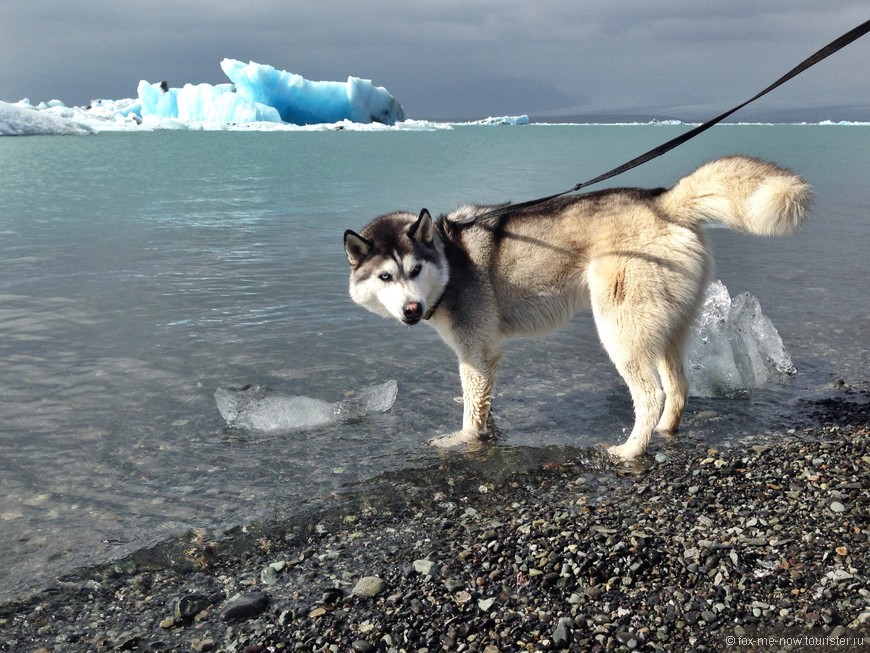 Ледниковая лагуна Jökulsárlón и пес Борис