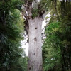 экскурсия к гигантскому древнему дереву Тане Махута с русским гидом