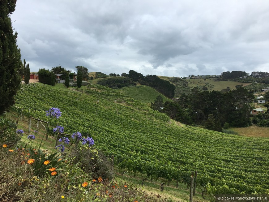 Waiheke. Край виноделов.