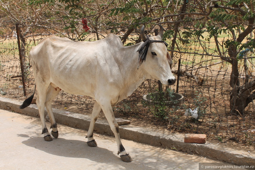 Горбатая индийская корова