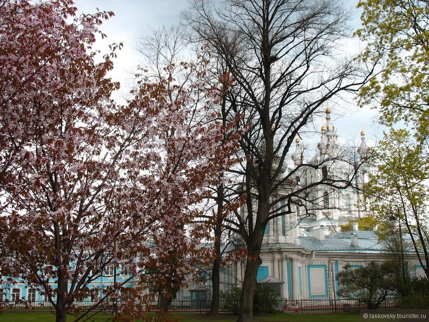 Петербург – город цветущей сакуры и летающих тарелок