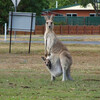 Экскурсия по животным и природе тропической Австралии из Кернса с русским гидом