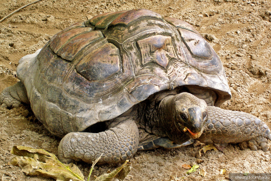 Одна знакомая черепаха с сейшельского острова Силуэт.