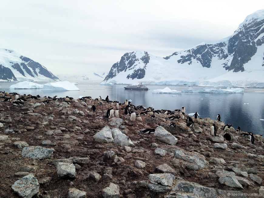 К пингвинам без подарков или как выжить в Антарктиде без вещей