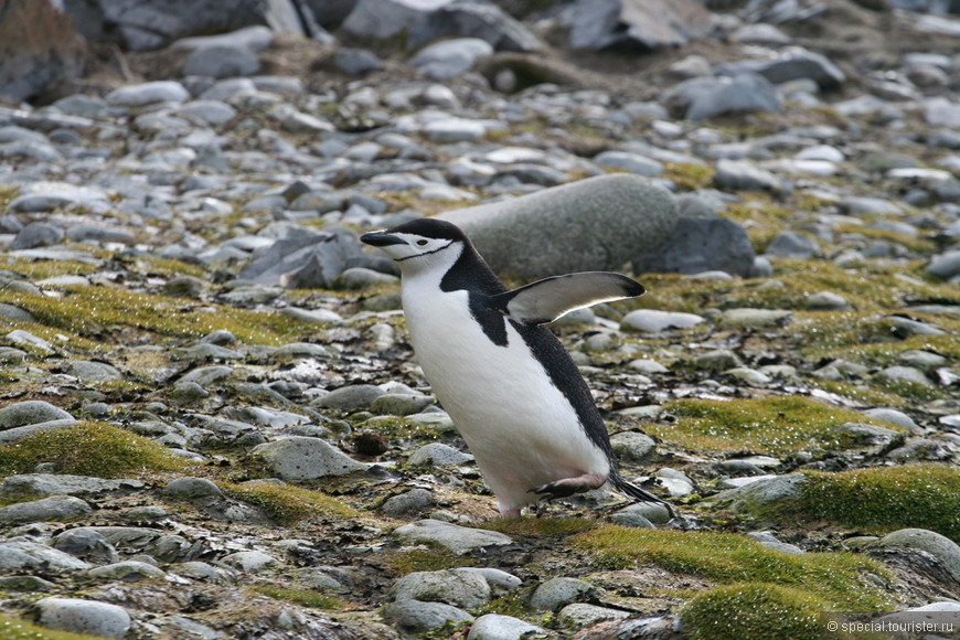 К пингвинам без подарков или как выжить в Антарктиде без вещей