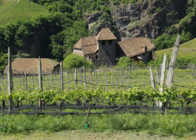 Замок Ронколо и виноградники.