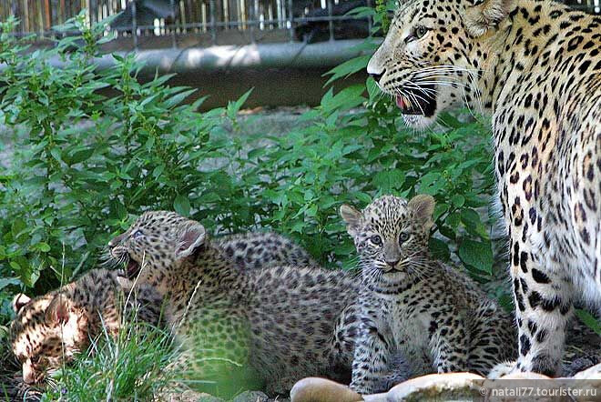 Вау! В Кавказском заповеднике выпускают на волю леопардов