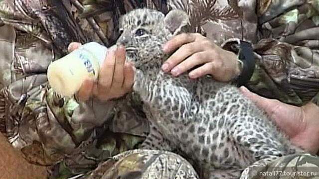 Вау! В Кавказском заповеднике выпускают на волю леопардов