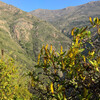 Холмы Кордильера Коста в Чили