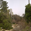 Кактусы кордан высотой более трех метров на маршруте по Кордильере Косте в Чили