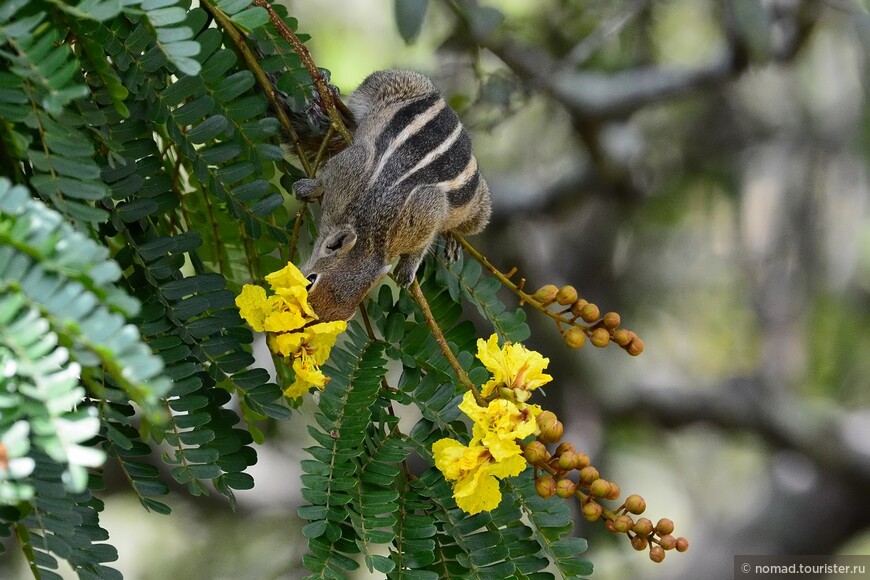 Индийская пальмовая белка, Funambulus palmarum, Indian palm squirrel 