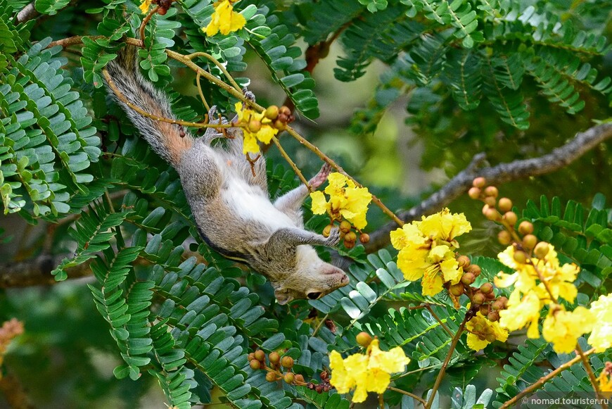 Индийская пальмовая белка, Funambulus palmarum, Indian palm squirrel 