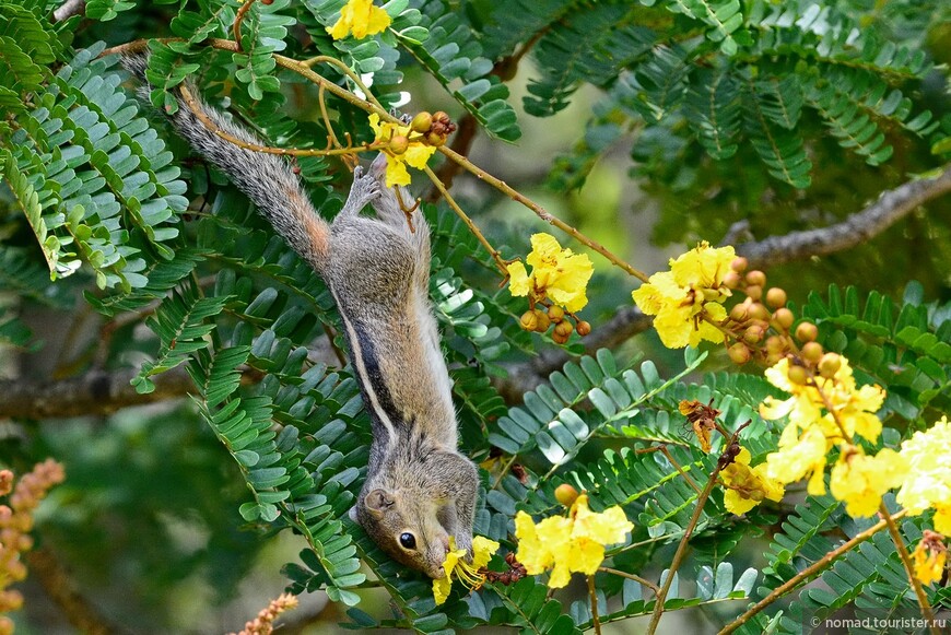 Индийская пальмовая белка, Funambulus palmarum, Indian palm squirrel 